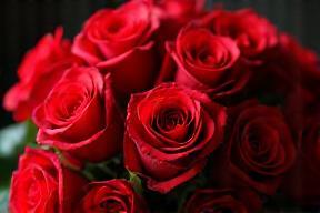Luxurious bouquet of vibrant red roses for anniversary delivery